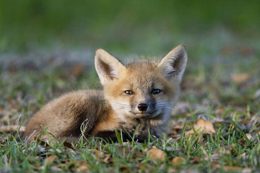 Beauty, Color, Colour, Competition, Fox, Nature, Preservation, Pups, Red fox, Survival, Wildlife, A06-758735, agefotostock