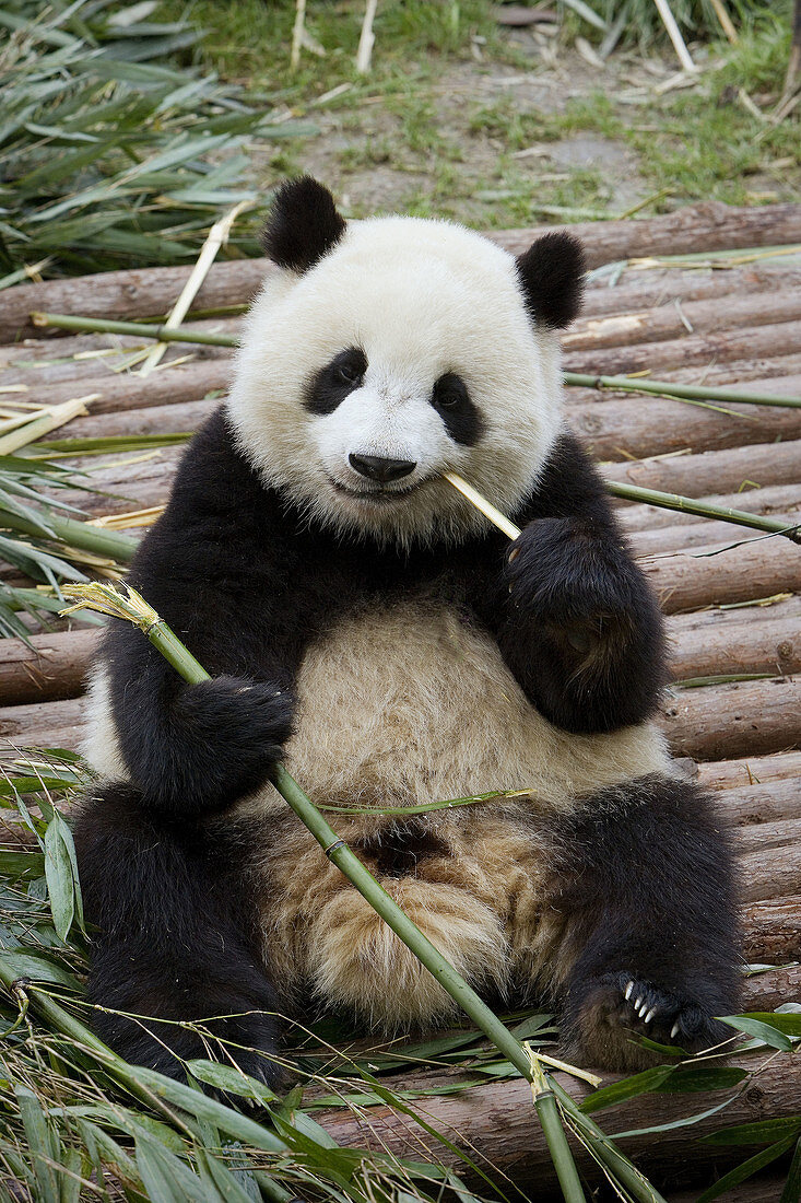 China- April 2008. Sichuan Province. Chengdu City. Giant Panda Breeding  Research
