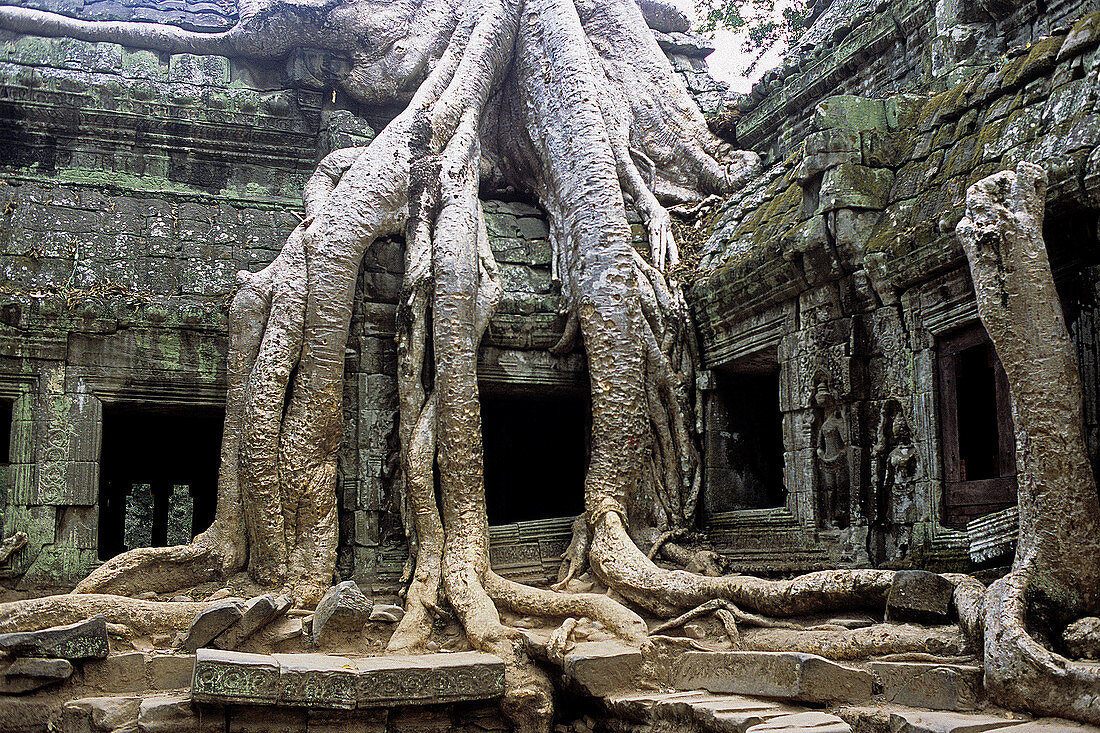 silk cotton Bombax tree roots, Ta Phrom temple, Ankor, Cambodia