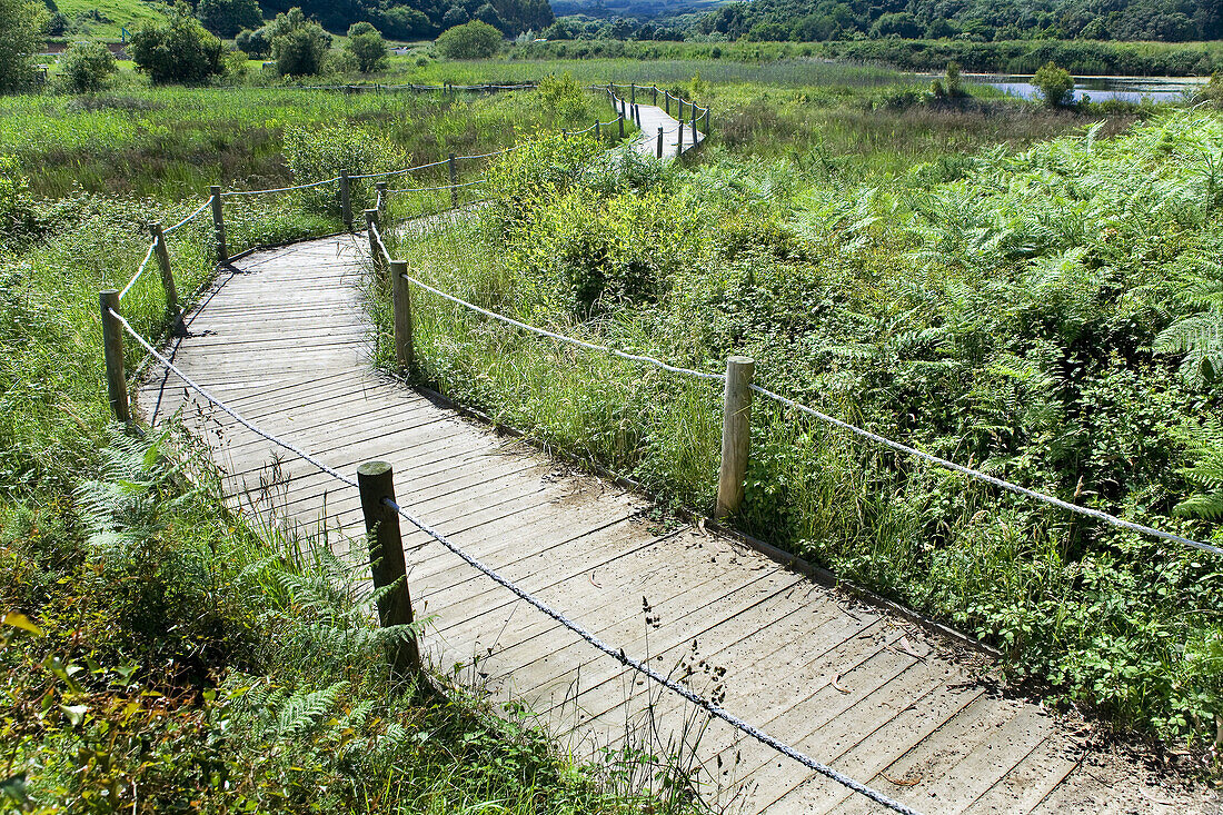 wooden footbridge in marsh landscape  Noja, Santoña marshes Natural Reserve, Cantabria, Spain, Europe