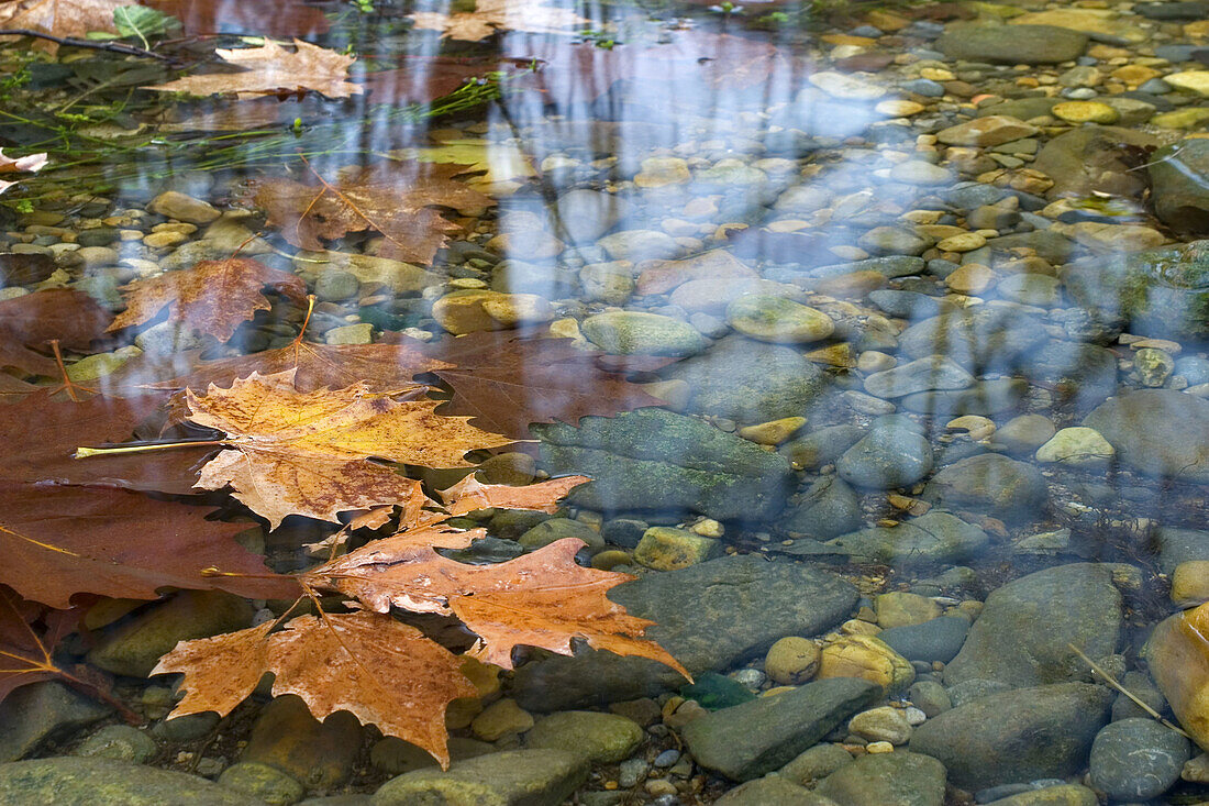 Floating leaves on a river, Ason river, Cantabria, Spain