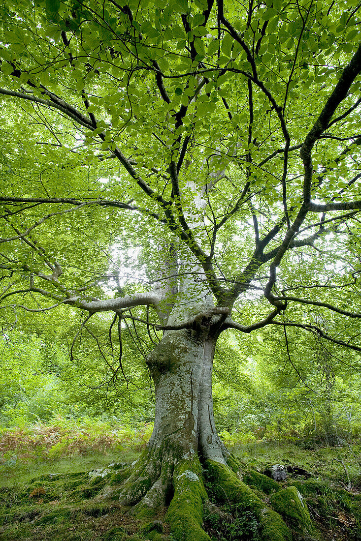 Beech tree  Ason valley, Cantabria, Spain, Europe