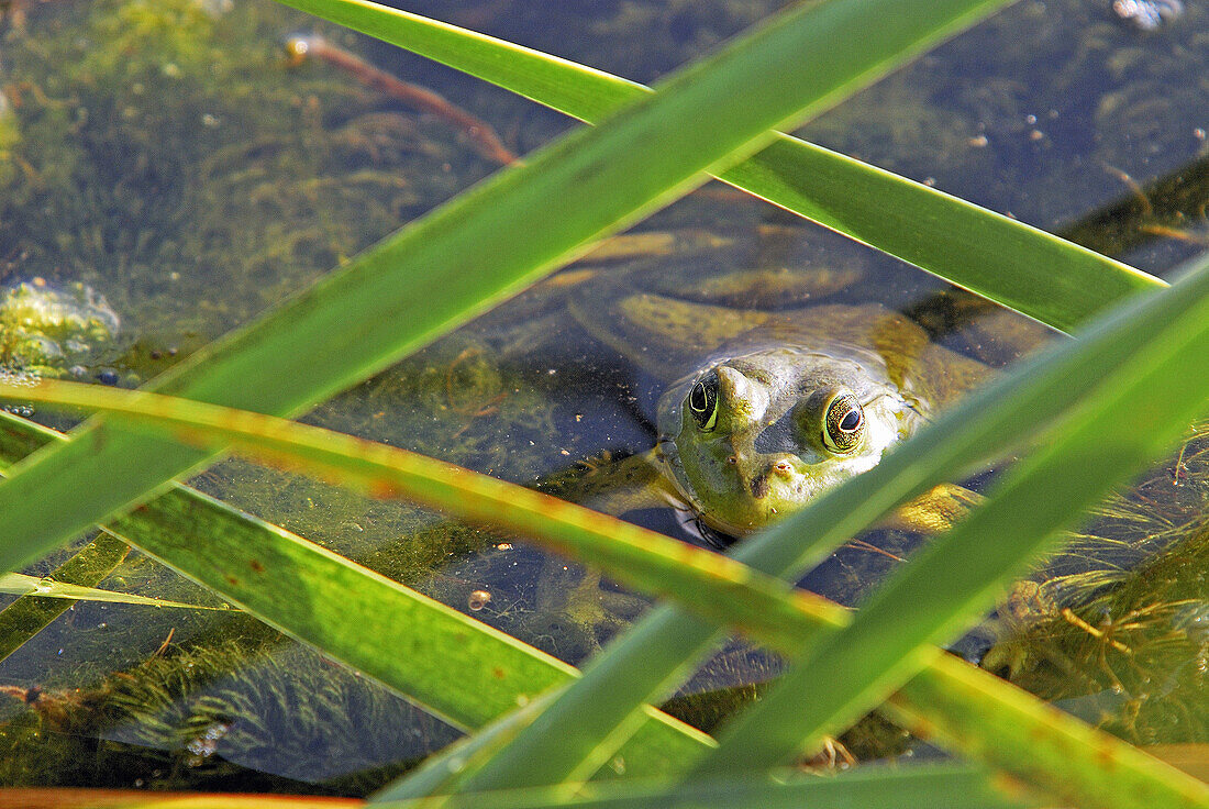 An American Bullfrog Rana catesbeiana, an invasive species on Crete