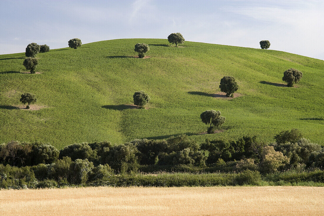 Country landscape near Arcos de la Frontera. Cadiz province, Andalucia, Spain