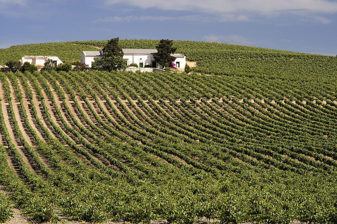 Vineyards, Jerez de la Frontera. Cadiz province, Andalucia, Spain