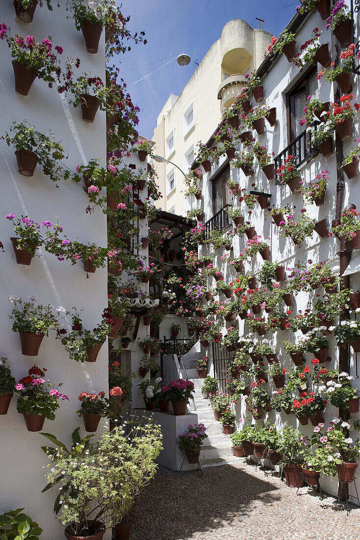 Typical courtyard, Cordoba. Andalucia, Spain