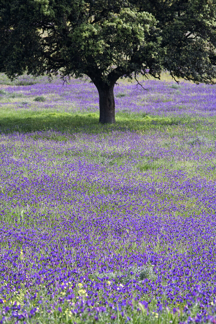 Meadow near Ubeda in spring. Jaen province, Andalucia, Spain