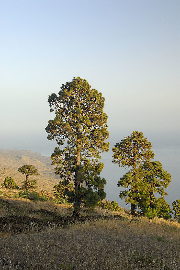 Pino canario (Pinus canariensis).ElHierro. Islas Canarias. España