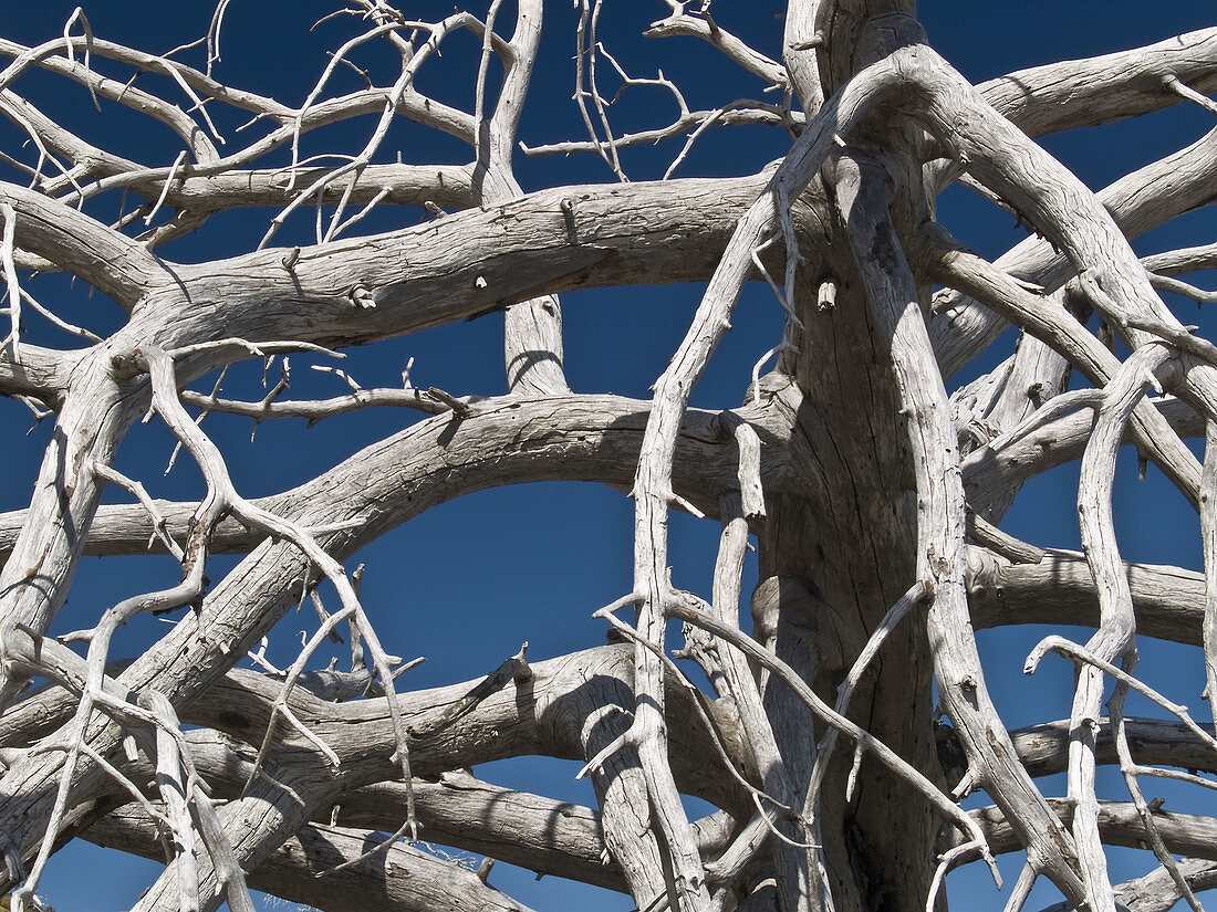 Dead Black Pine (Pinus uncinata) at Penyagolosa, Vistabella del Maestrat. Castellon province, Comunidad Valenciana, Spain