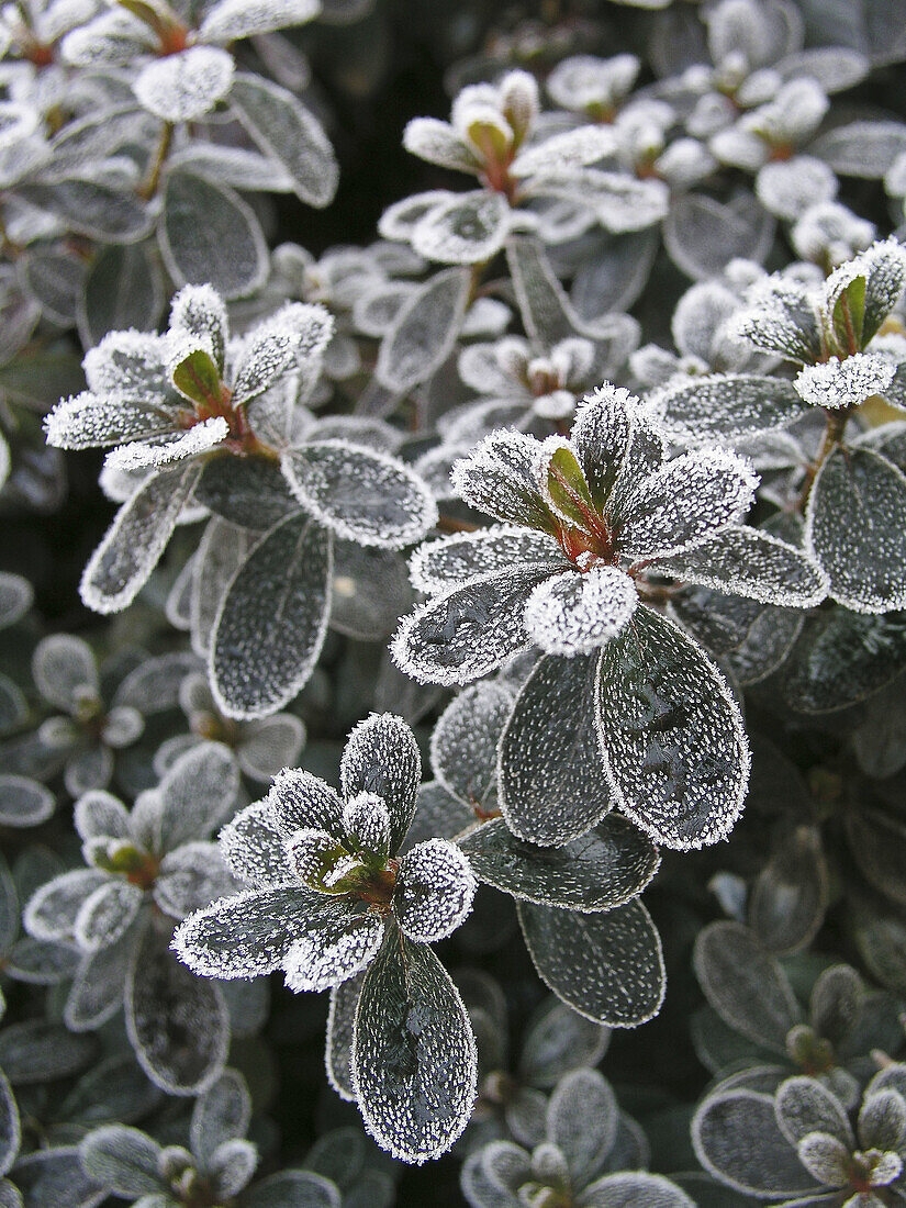 Blatt, Blätter, Farbe, Frost, Reif, Vertikal, Winter, XM8-765504, agefotostock