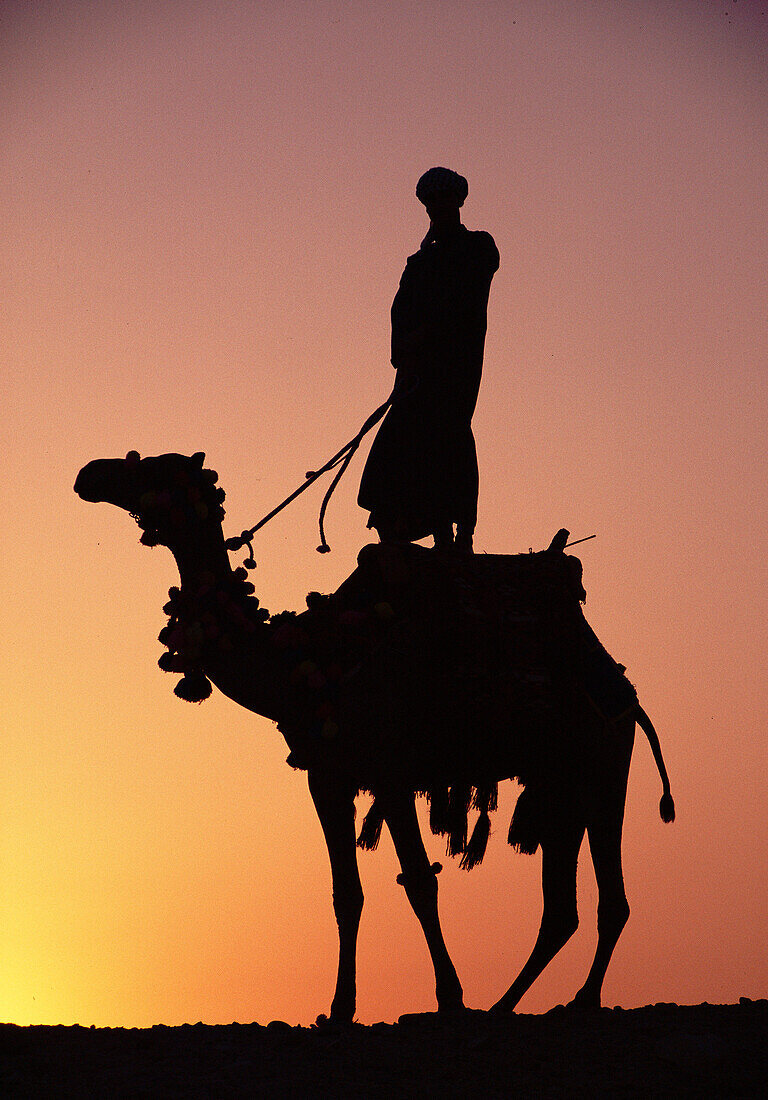 Camel & Egyptian Rider, Giza, Egypt