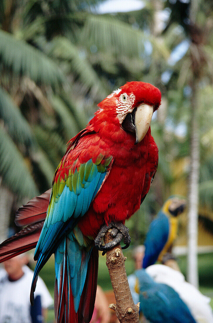Colourful Parrot/macaw, Puerto De La Cruz, Tenerife, Canary Islands
