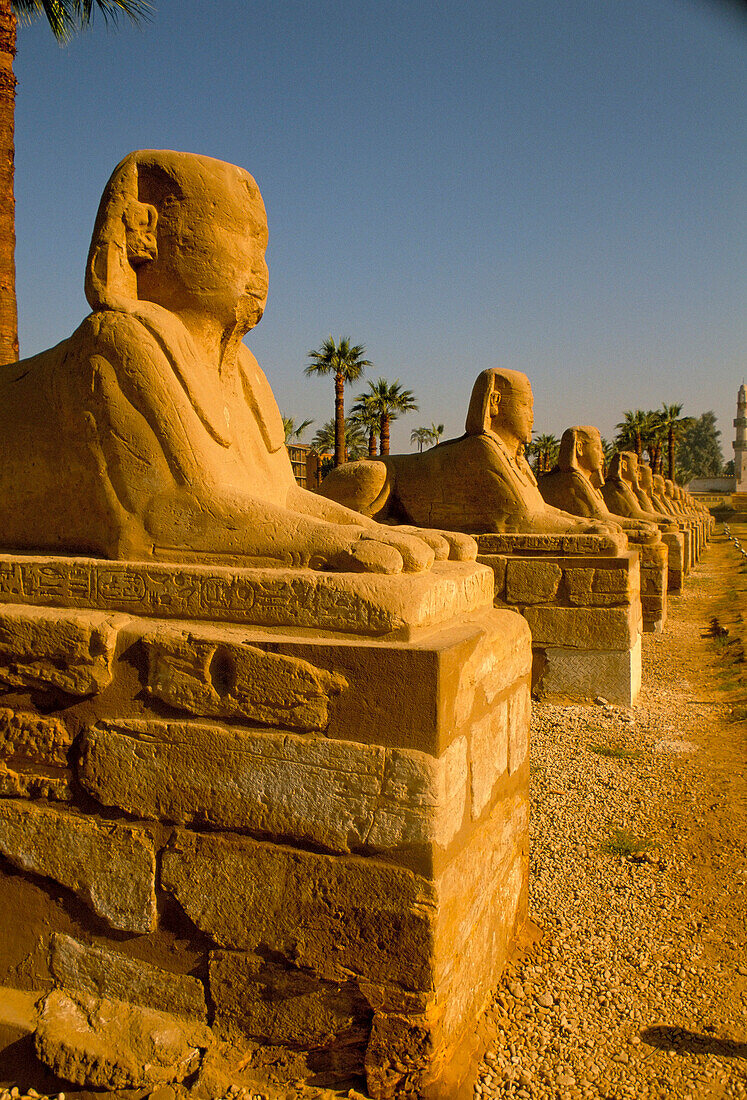 Temple of Luxor, Avenue of Sphinxes, Luxor, Egypt