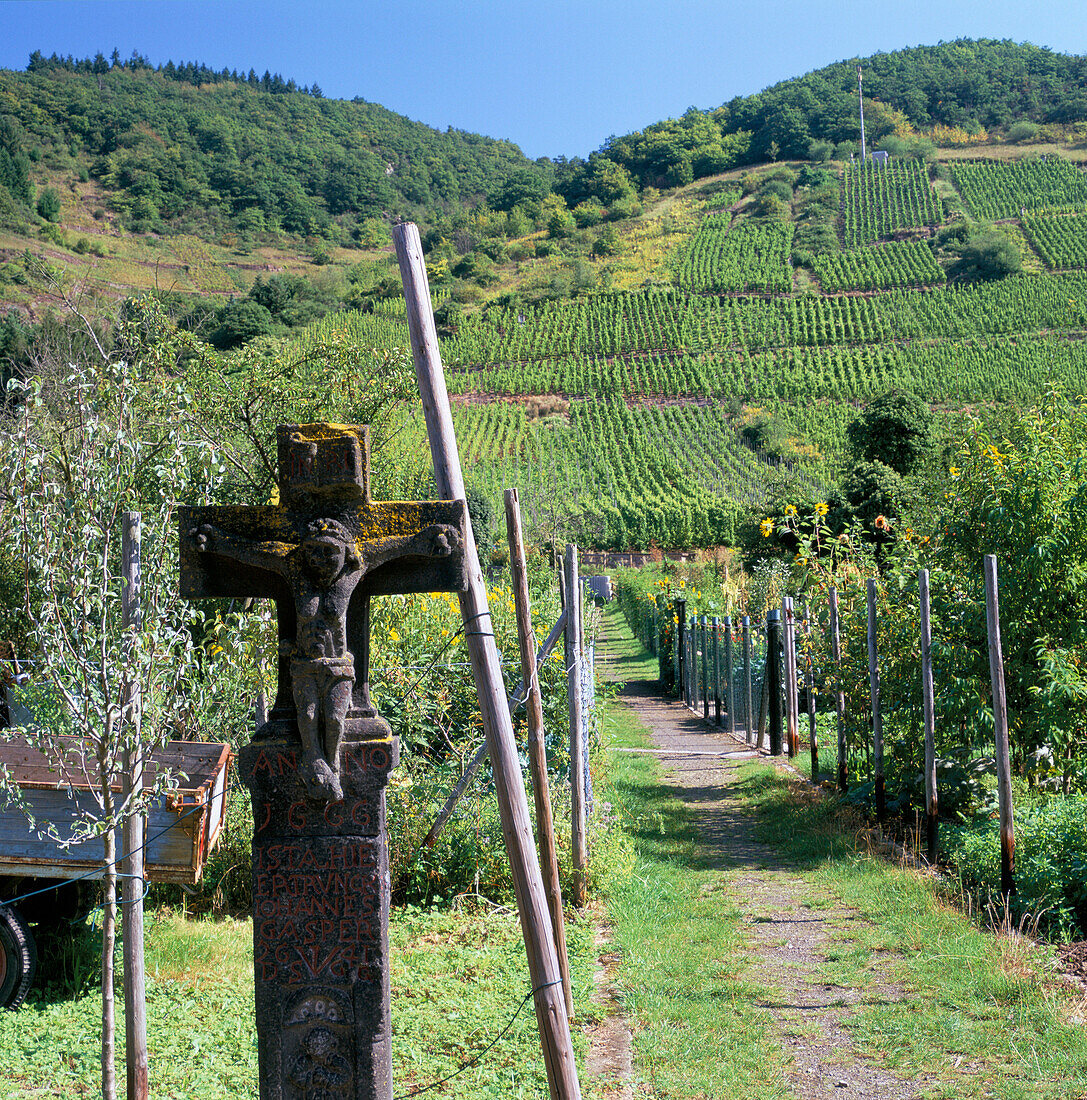 Vineyards, Cochem (Mosel Valley), Rhineland-palatinate, Germany
