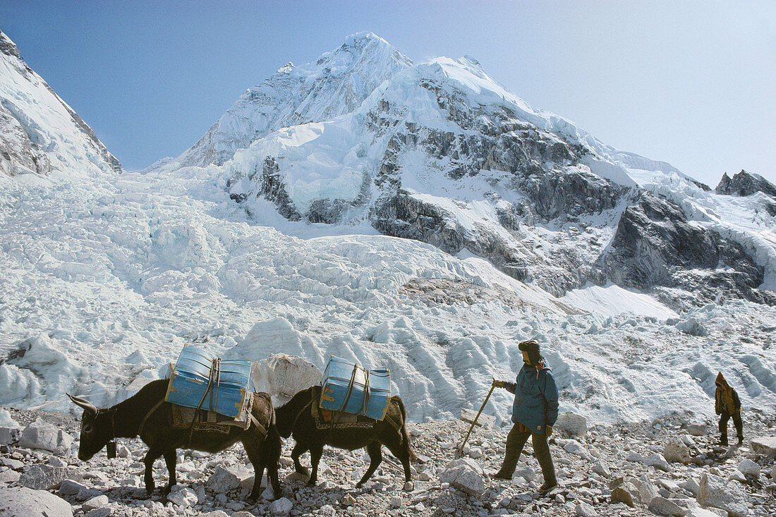 Expedition on the way to Everest base camp, Nuptse glaciar, Khumbu, Nepal