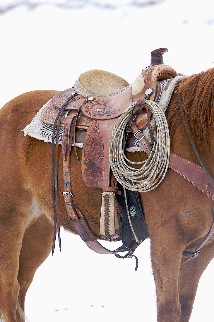Close up of the rope and saddlle on a horse, Shell, Wyoming