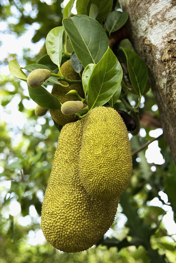 Jackfruit tree. Mekong Delta. Southern Vietnam