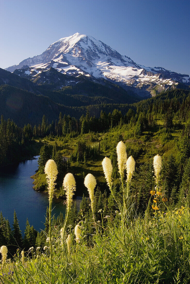Mt Rainier with beargrass from Tolmie Peak, Mt Rainier National Park, Washington, USA