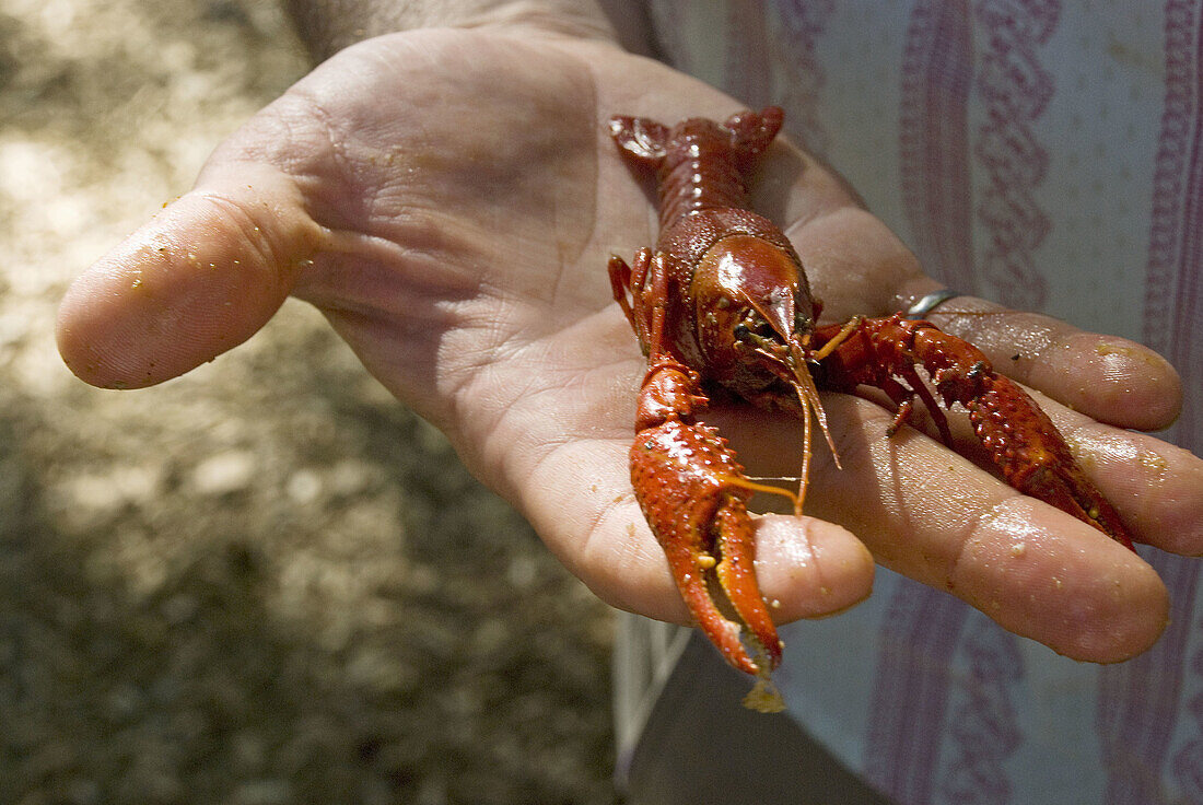 a crawfish is examined at crawfish boil