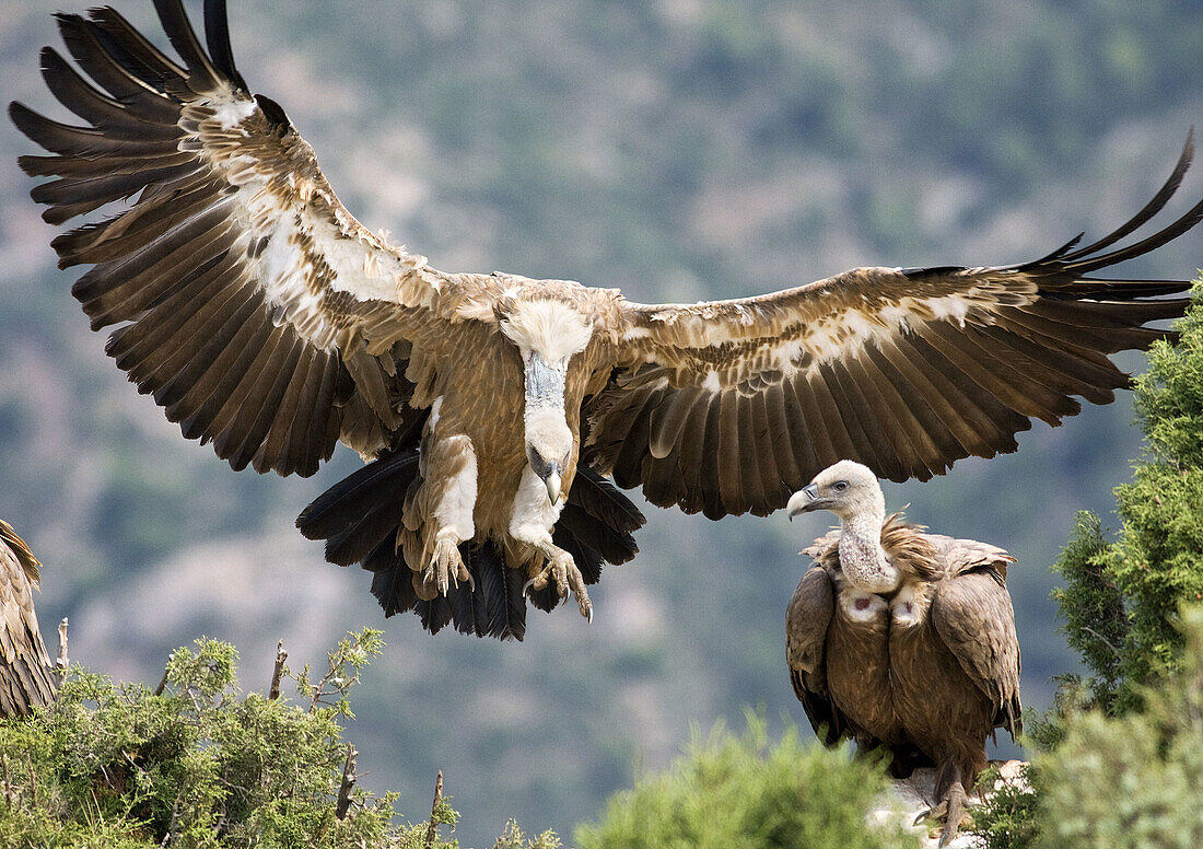 Griffon vulture (Gyps fulvus) landing