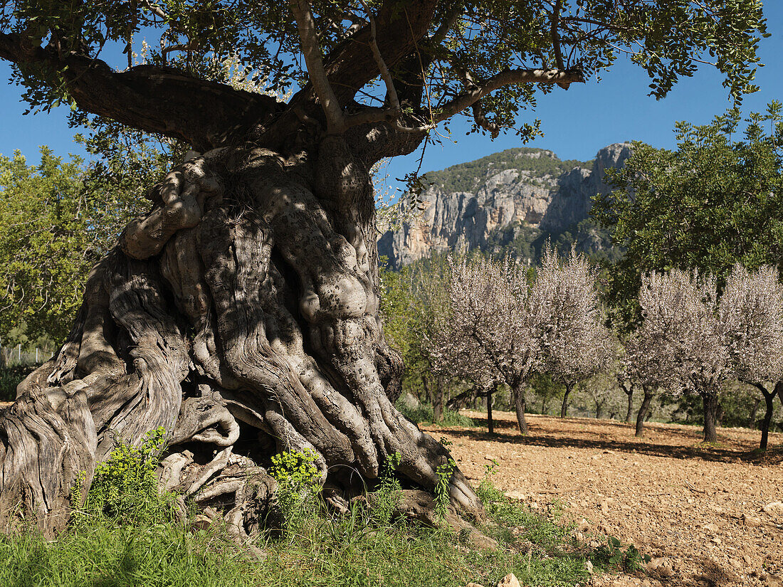 old olive tree, Tramuntana mountains, Mallorca, Baleares, Spain