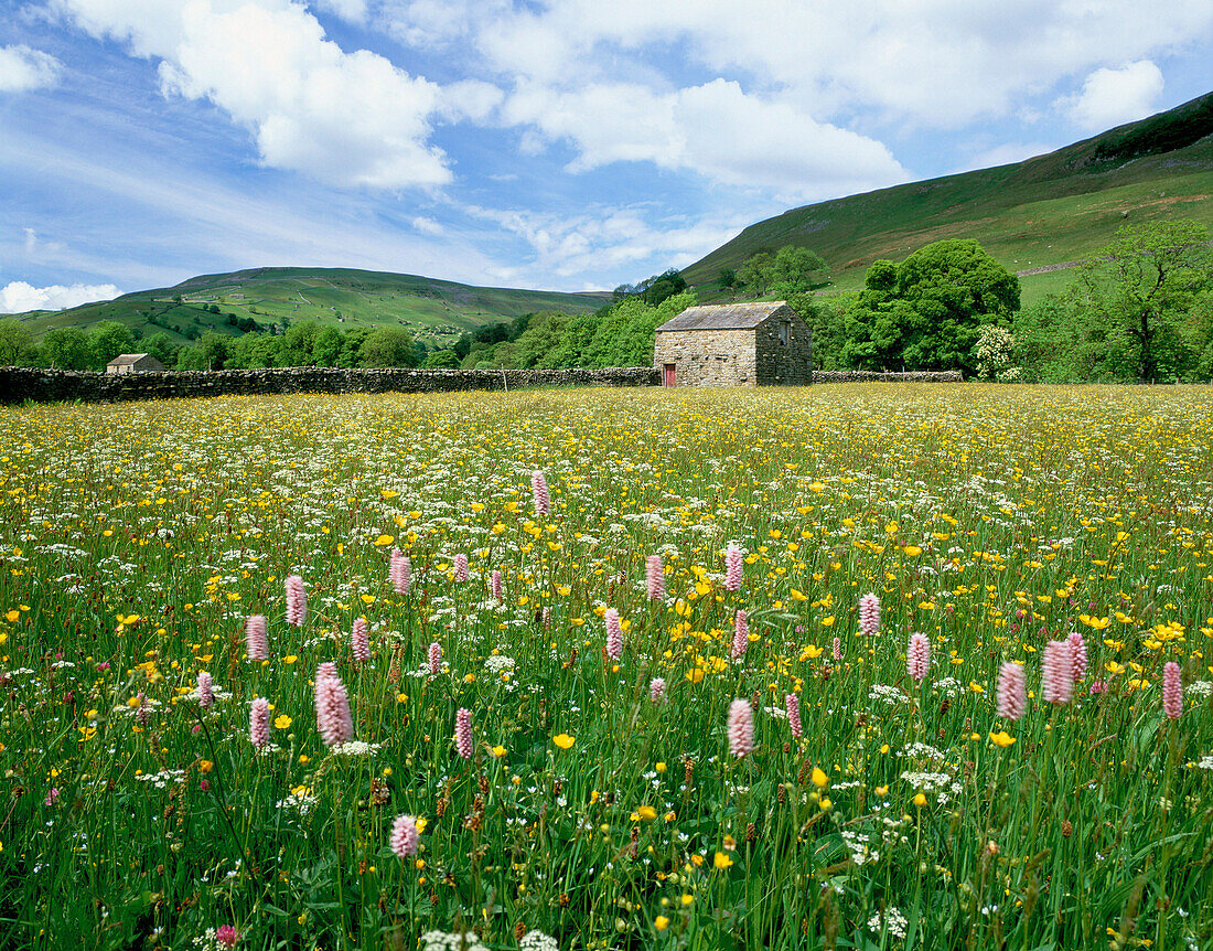 BUTTERCUP MEADOWS NEAR KELD, SWALEDALE, Yorkshire, UK, England