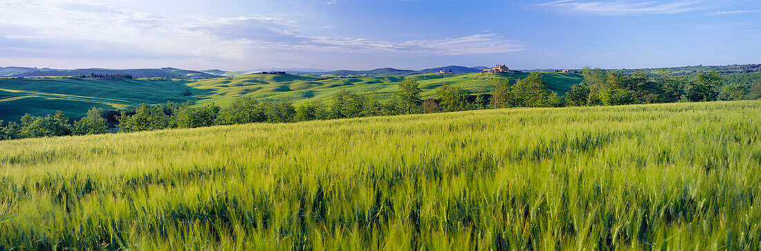 Cornfield, General countryside, Tuscany, Italy