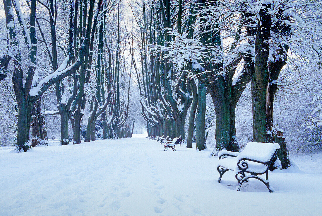 Avenue with bench in winter, Bavaria, Germany