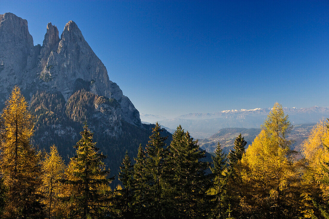 Autumn coloured larchs with Schlern mountain in background, South Tyrol, Trentino-Alto Adige/Südtirol, Italy