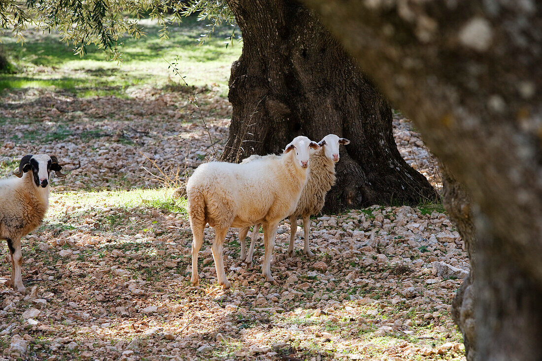 Sheep in the shade of olive trees, Zakynthos, Ionian islands, Greece, Europe
