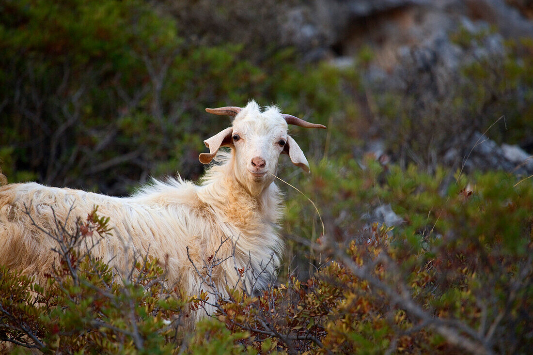 A goat standing amidst bushes, Turkey, Europe