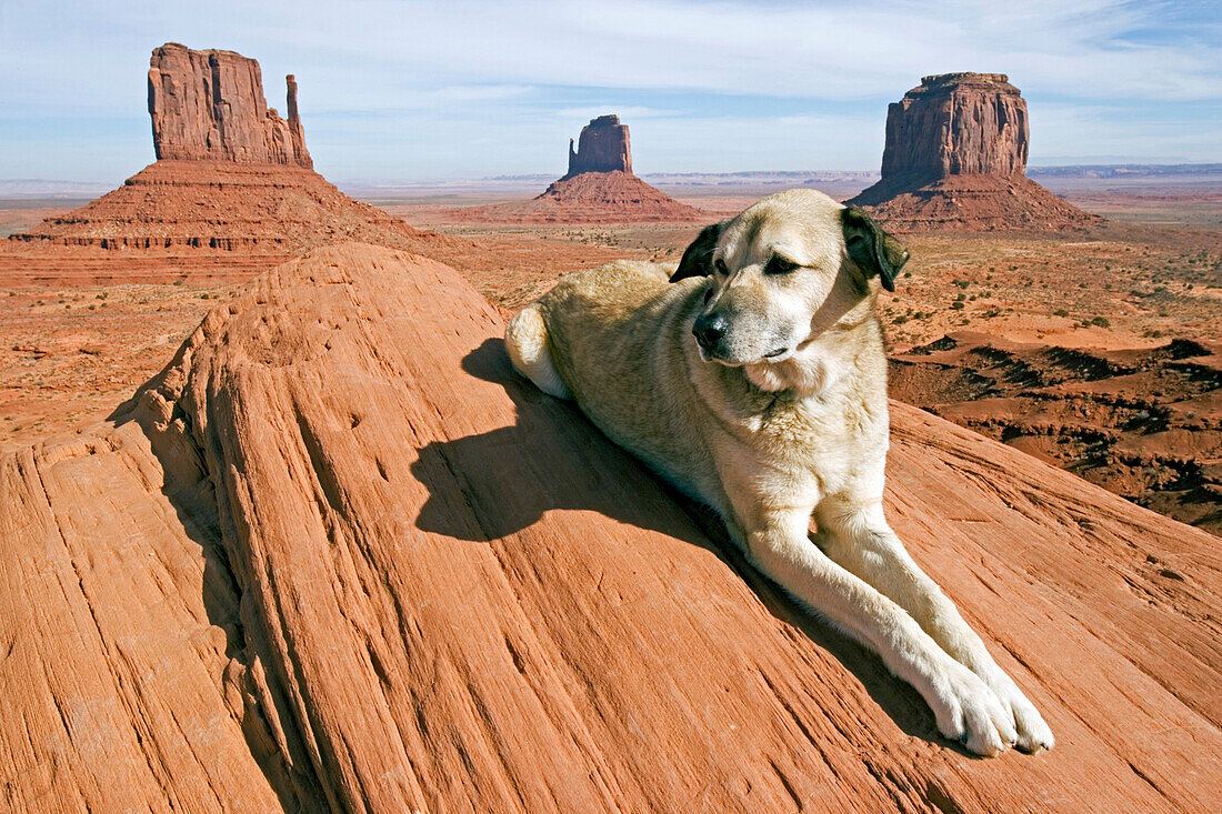 Hund liegt auf Felsen im Monument Valley, Anatolischer Hirtenhund, Kangal, Monument Valley, Arizona, USA