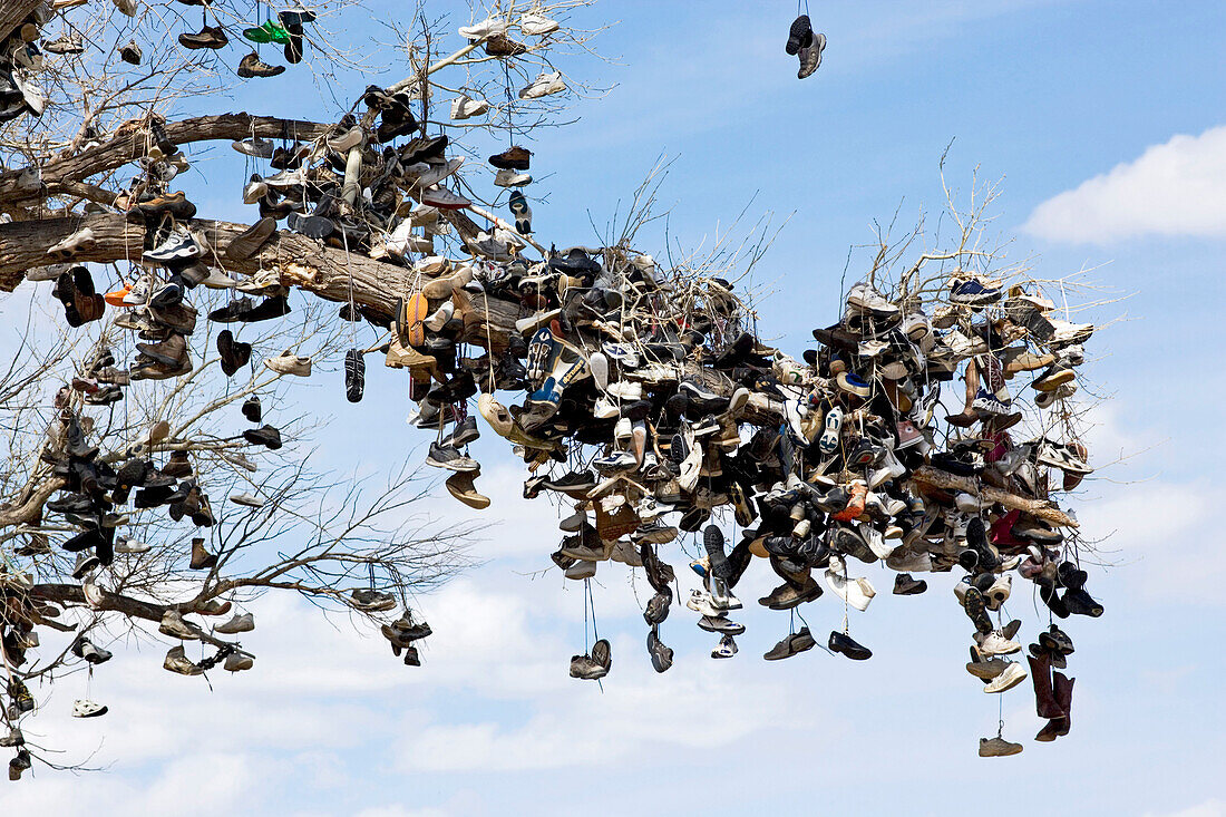 View towards a branch of a tree in which thousands of shoes are hanging, Good Luck Tree, US Highway 50, Middlegate, Nevada, USA