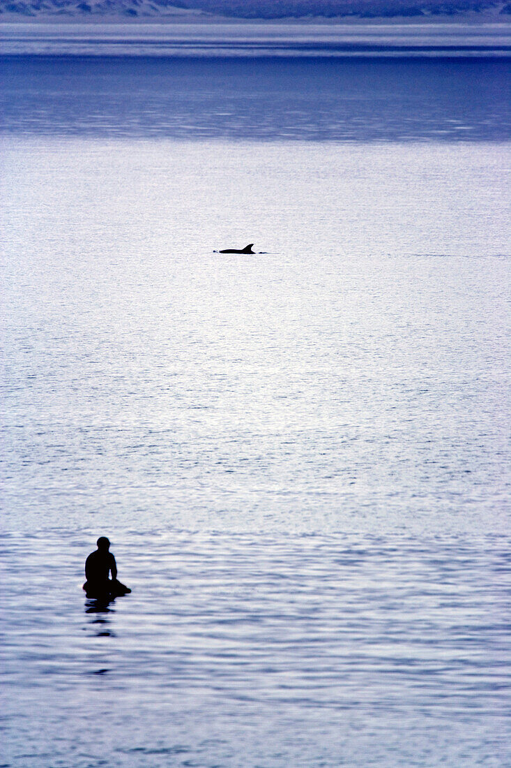 A surfer sits on his board in the ocean waiting for a wave to come while a dolphin swims by behind him, after sunset, San Juanico, Baja California Sur, Mexico