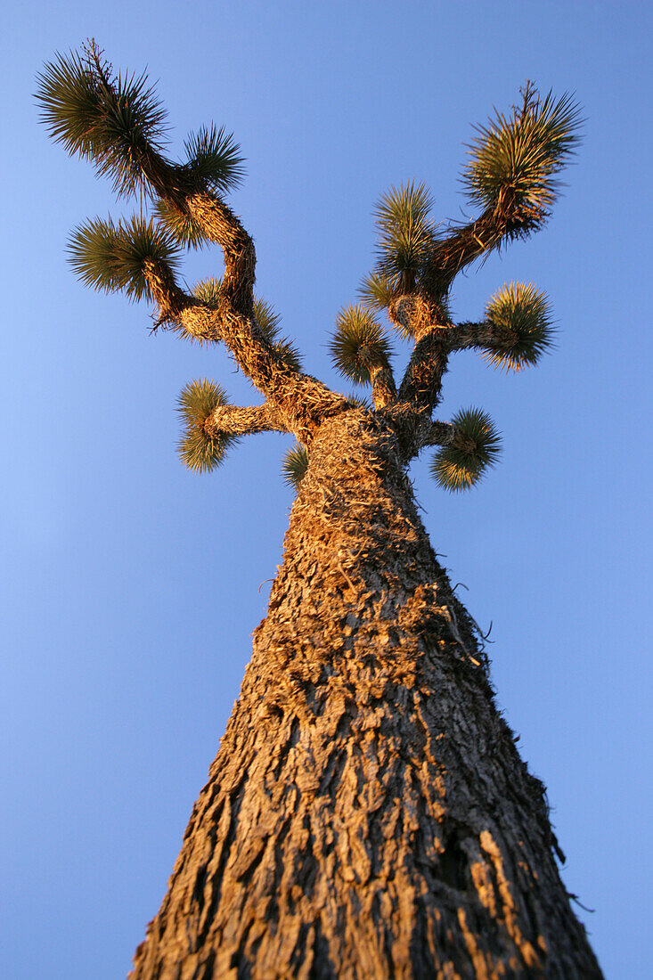 Joshua Tree, Abendstimmung, Joshua Tree National Park, Twentynine Palms, Kalifornien, USA