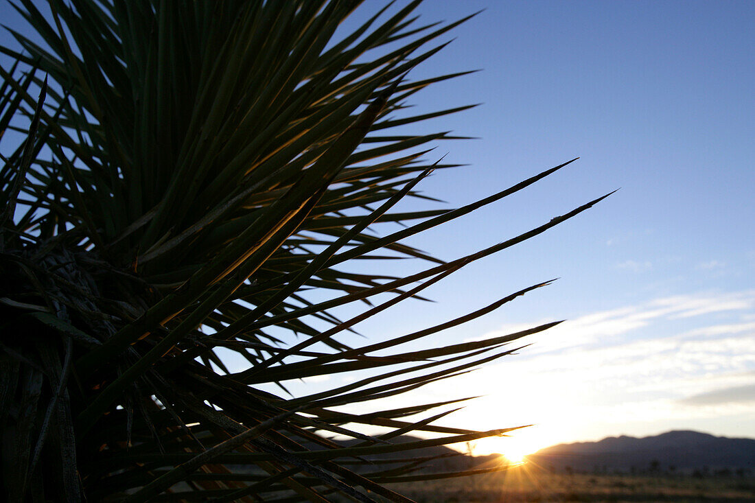 Blick durch einen Joshua Tree in die untergehende Sonne, Joshua Tree National Park, Twentynine Palms, Kalifornien, USA