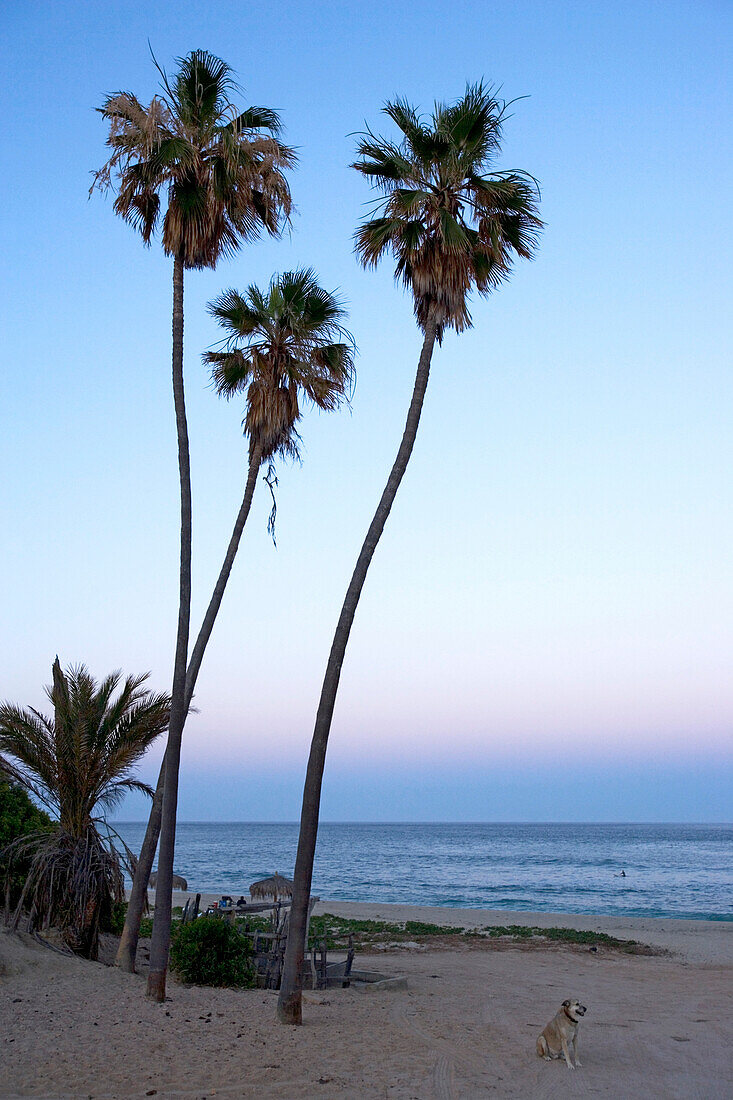 Three palm trees on the beach, a dog is sitting on the beach, sunset, Nine Palms, Baja California Sur, Mexico