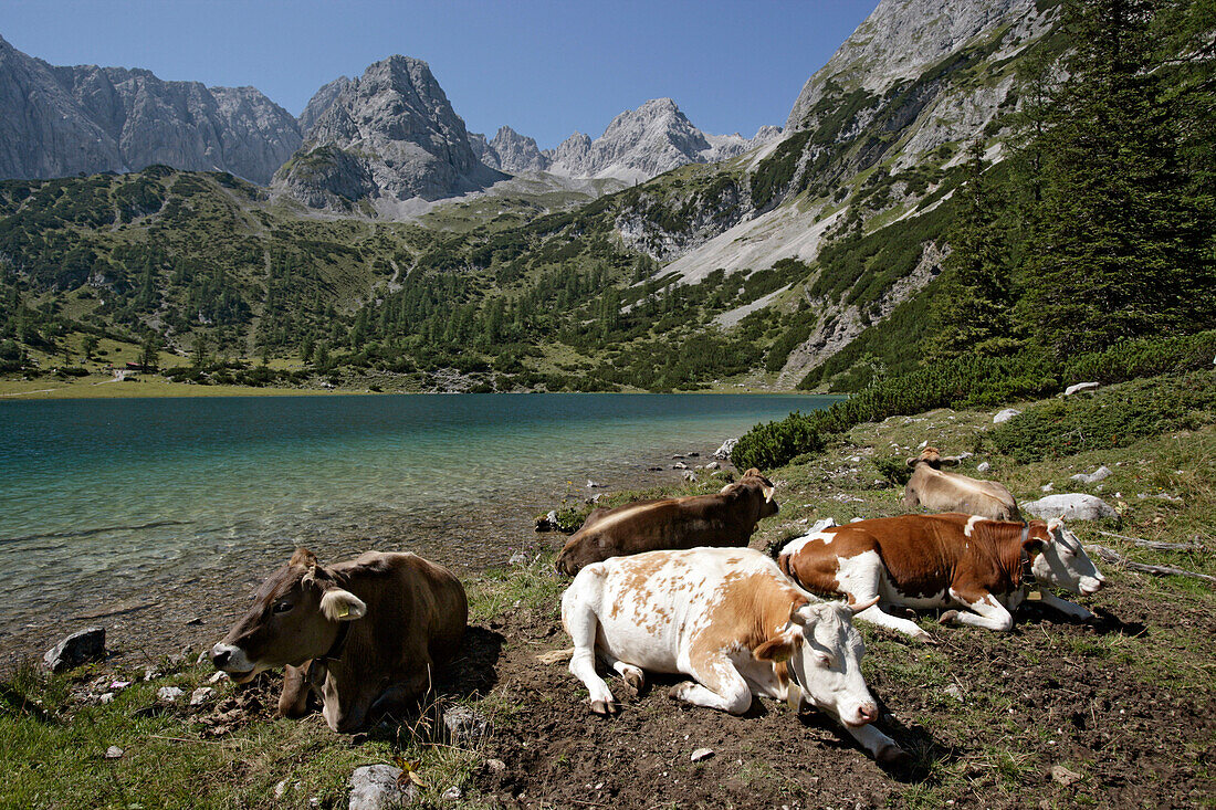 Fünf Kühe liegen vor Gebirgssee, Seebensee, Ehrwald, Tirol, Österreich