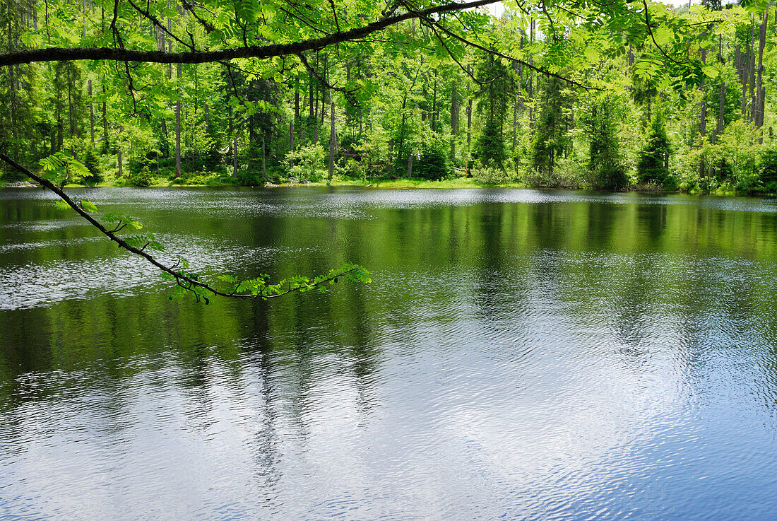 Reservoir Martinsklause, Waldhaeuser, Spiegelau, Bavarian Forest National Park, Lower Bavaria, Bavaria, Germany