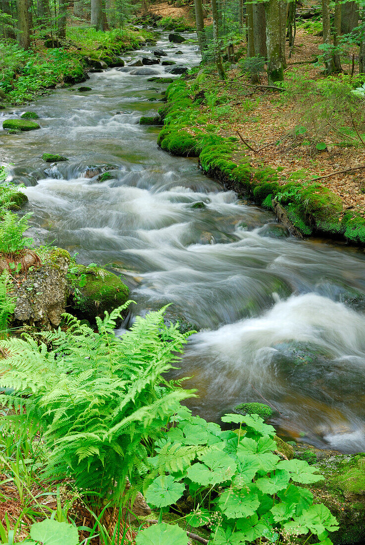 Kleine Ohe, Waldhäuser, Spiegelau, Nationalpark Bayerischer Wald, Niederbayern, Bayern, Deutschland