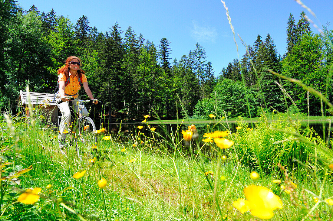 Female cyclist riding through sea of flowers, Bavarian Forest National Park, Lower Bavaria, Bavaria, Germany