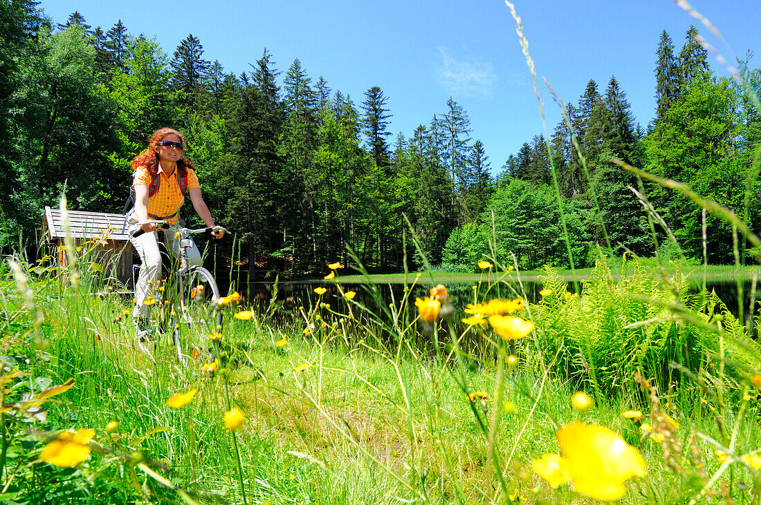 Radfahrerin fährt durch eine Blumenwiese, Nationalpark Bayerischer Wald, Niederbayern, Bayern, Deutschland