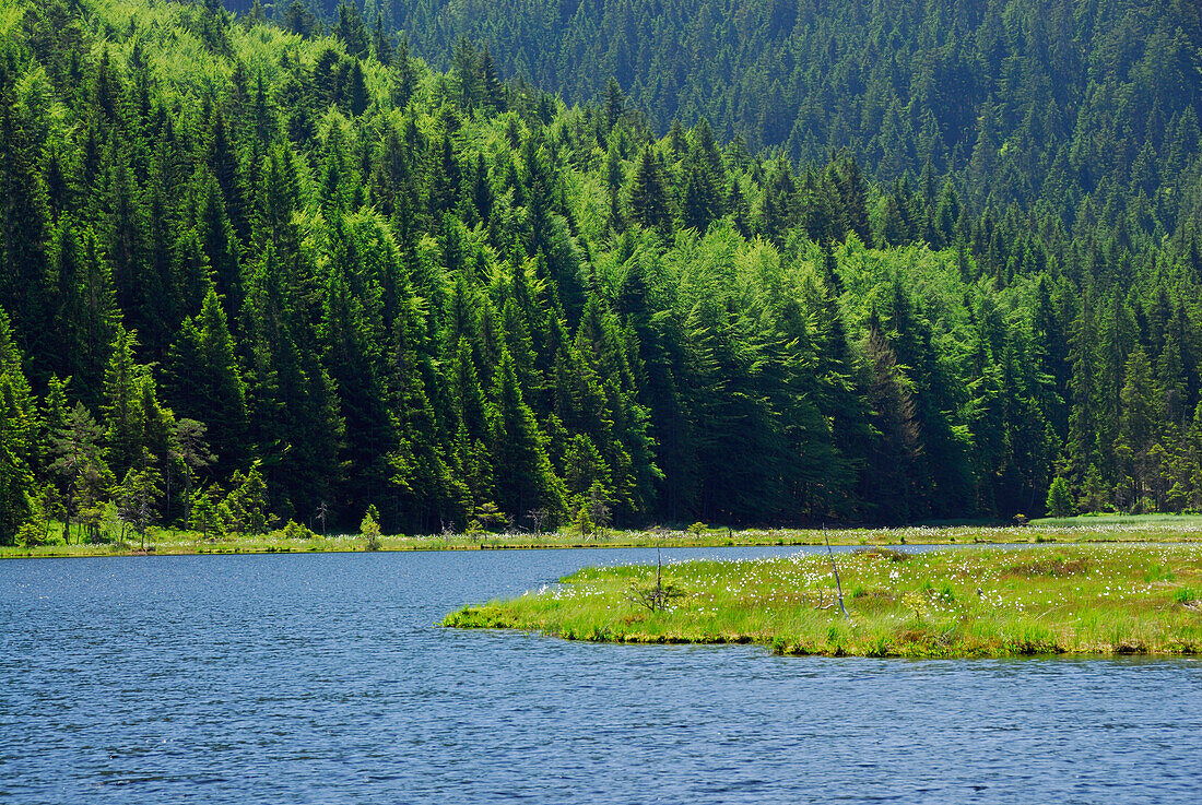 Kleiner Arbersee mit Wollgraswiese, Nationalpark Bayerischer Wald, Niederbayern, Bayern, Deutschland