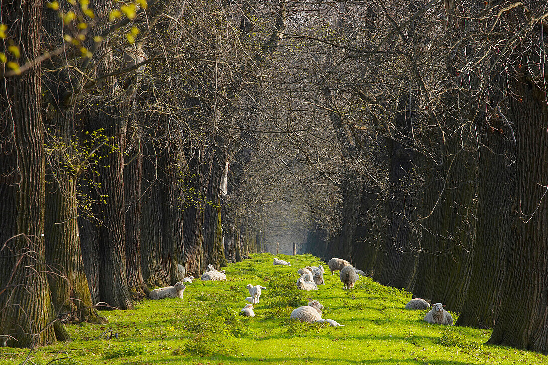 Natural Monument Eßkastanienallee (alley of edable chestnuts) near Schloß Dyck, outdoor photo, spring, morning, Jüchen, Northrhine- Westfalia, Germany, Europe