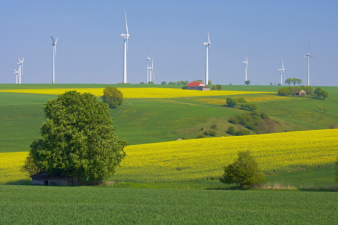 Paderborner Hochfläche mit Raps und Windrad, Straße der Weserrenaissance, Dörenhagen, Teutoburger Wald, Lippe, Nordrhein-Westfalen, Deutschland, Europa