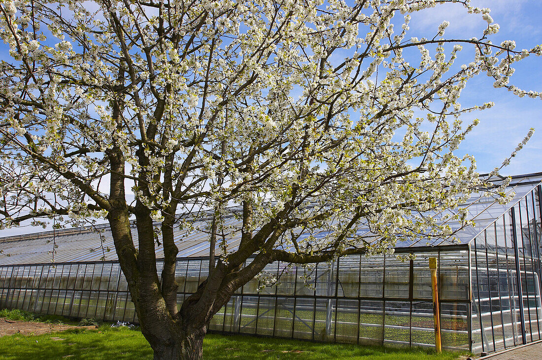 Blühender Baum vor einem Gewächshaus, Straelen, Niederrhein, Nordrhein-Westfalen, Deutschland