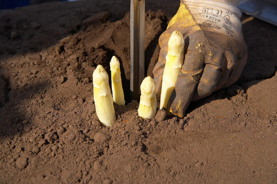 Cutting asparagus, Geldern, North Rhine-Westphalia, Germany