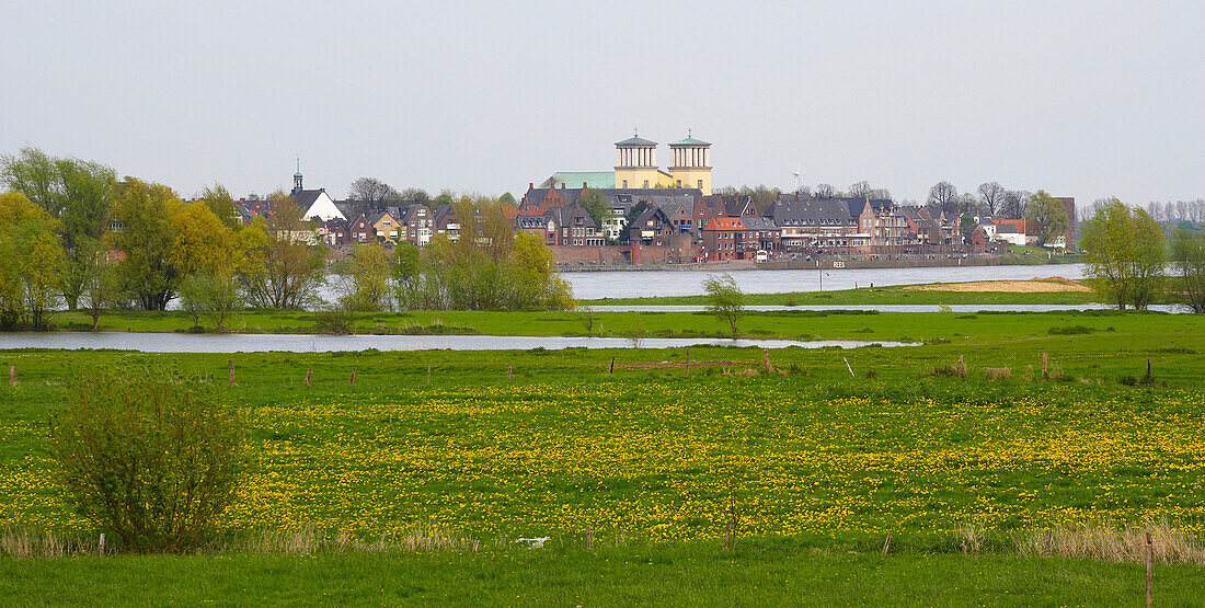 spring, view over the pastures of the river Rhine on Rees, Niederrhein, North Rhine-Westphalia, Germany, Europe