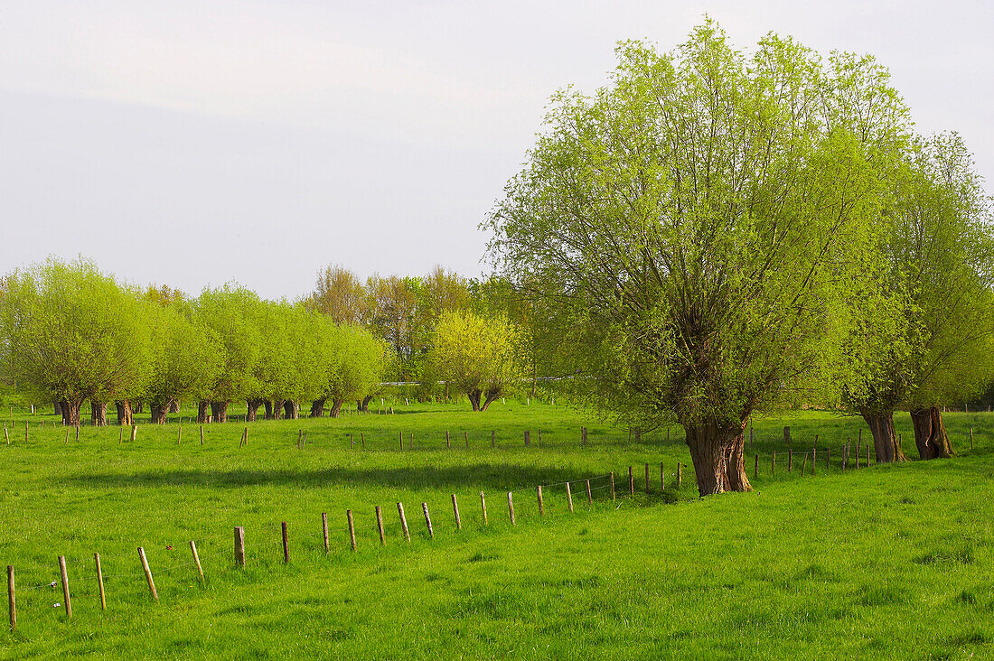 spring, osiers near Kalkar, Niederrhein, North Rhine-Westphalia, Germany, Europe