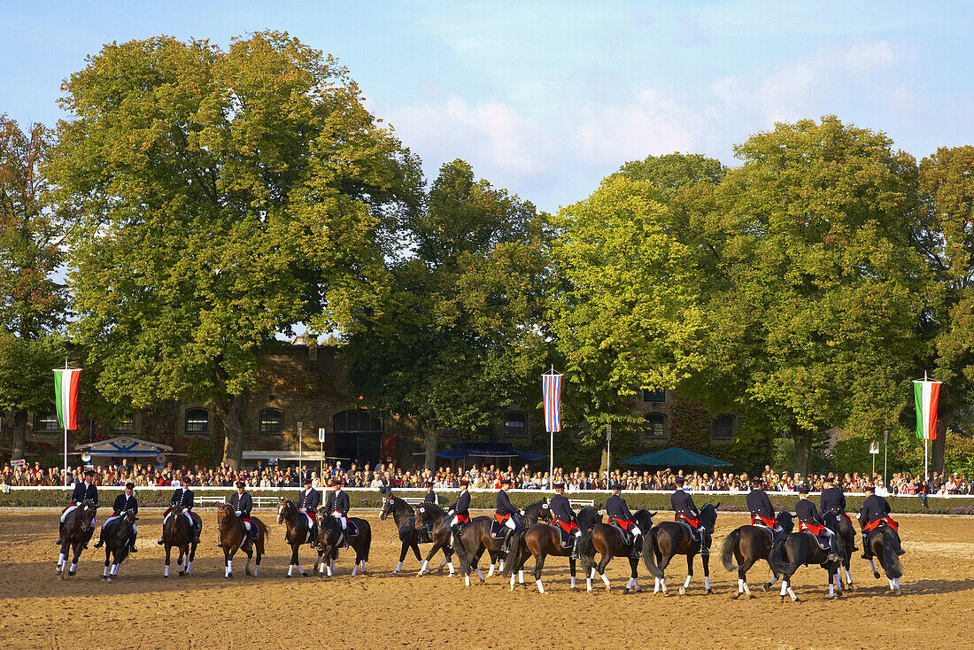 Hengstparade, Warendorf, Muensterland, North Rhine-Westphalia, Germany